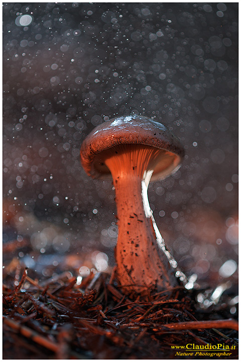 Funghi, toadstools, fungi, fungus, val d'Aveto, Nature photography, macrofotografia, fotografia naturalistica, close-up, mushrooms